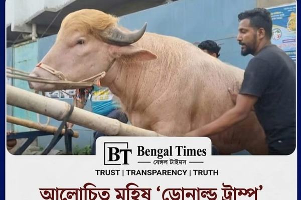 আলোচিত মহিষ ‘ডোনাল্ড ট্রাম্প’ এর ঠিকানা হচ্ছে চিড়িয়াখানা।
