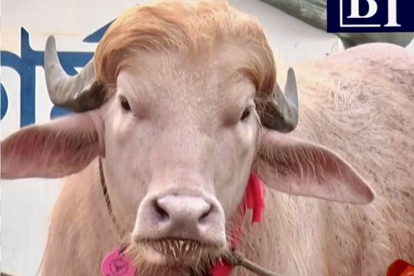 নারায়ণগঞ্জে ‘ডোনাল্ড ট্রাম্প’ নামের মহিষ ঘিরে উৎসুক জনতার ভিড় অদ্ভুত চুলের স্টাইলে ভাইরাল, ঈদের আগে আলোচনায় বিরল অ্যালবিনো মহিষ।