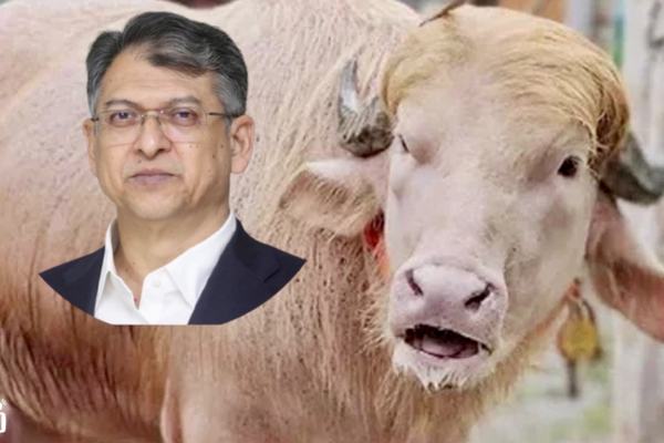 সালাহউদ্দিন আহমদের হস্তক্ষেপে খামারেই ফেরত যাচ্ছে ভাইরাল ডোনাল্ড ট্রাম্প মহিষ।